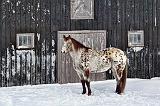 Horse In Snow_06729